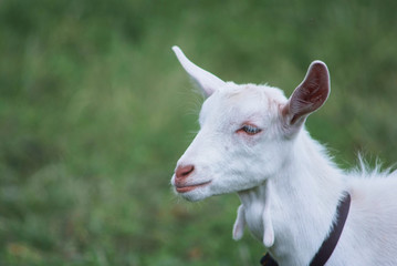 portrait of white adult goat grassing on summer meadow field at village countryside