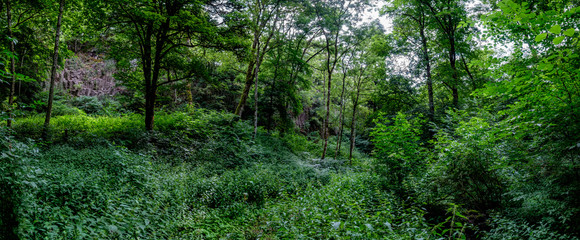 Fototapeta premium Path in the forest, Wolfsschlucht in Eifel Germany