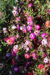 flowers in the garden