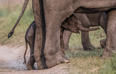 Obraz premium Big Tusker family at Jim Corbett National Park