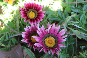 Obraz premium flowers in the garden