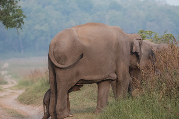 Obraz premium Big Tusker family at Jim Corbett National Park