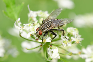 Graue Fleischfliege (Sarcophaga carnaria) auf einer Blüte - common flesh fly