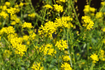yellow wild blooming flowers