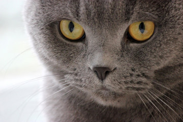 Naklejka na ściany i meble portrait of a scottish fold gray cute cat