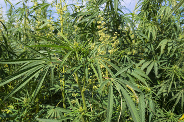 Cannabis hemp field against the sky, legalize concept