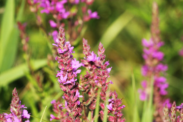 pink  wild blooming flowers