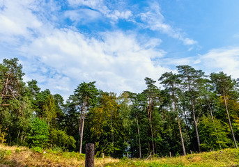 Polish wild forest - Slowinski National Park, Poland