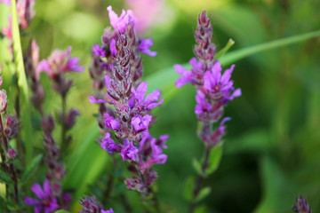 Obraz premium pink wild blooming flowers