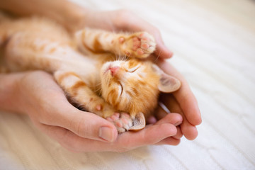 Kitten sleeping in man hands. Cats sleep. © famveldman
