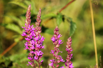 pink wild blooming flowers