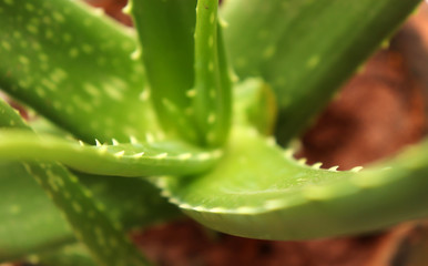 Aloe Vera Leaf