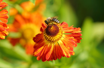 Gaillardia flowers, bright floral background, bee on a flower.
