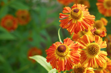 Gaillardia flowers, bright floral background.