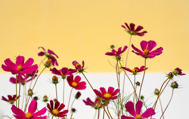 Background of red flowers and a white yellow wall.