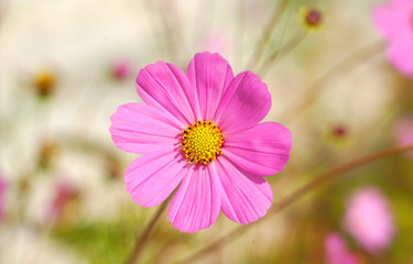 Obraz premium Cosmea flowers, bright floral background.