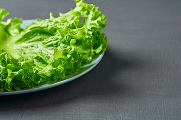 Fresh green fluffy leaves of salad lettuce, round plate lies on scratched dark concrete. Close-up. Vegetarian, dieting, healthy, low calorie food. Space for text
