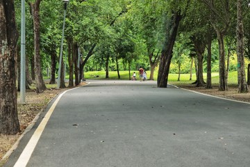 road in the forest