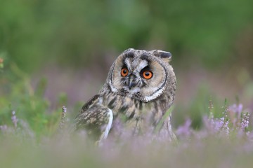 Wild Europaean Long eared Owl Asio otus, sitting on the ground.