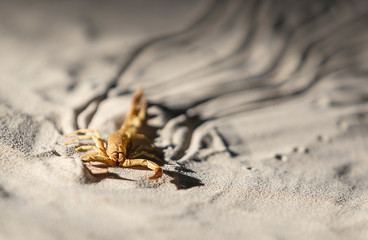 Macro photograph of a dead scorpion on the sand of the Tunisian desert.