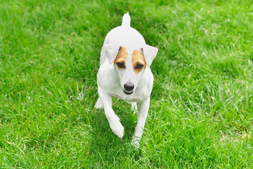 Dog Jack Russell Terrier walks on the grass