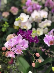 pink flowers in garden