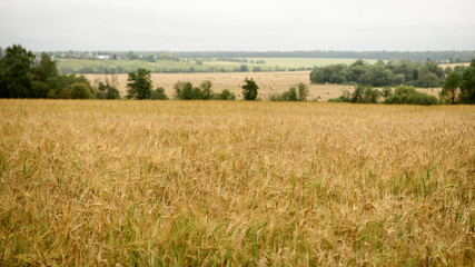 Yellow wheat field in Moscow Region