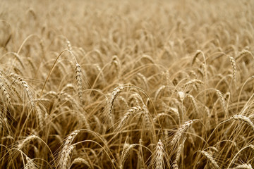Yellow wheat field texture