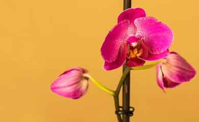 Pink orchid bloom on a yellow background with copy space