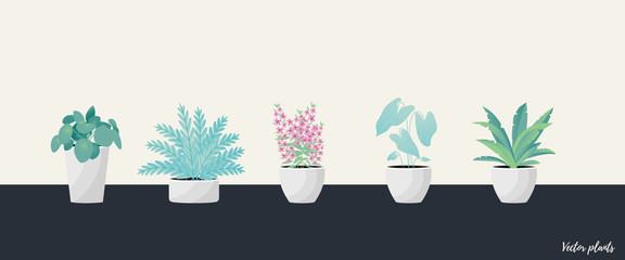 Collection of decorative houseplants isolated