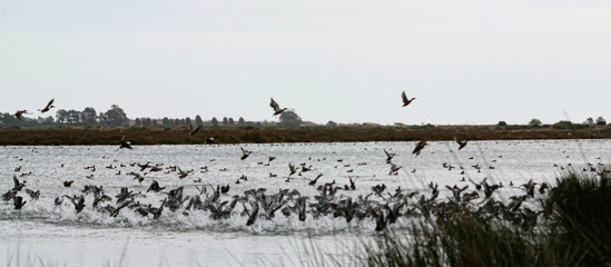 Ria Formosa
