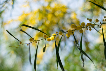 Blossoming of mimosa tree (Acacia pycnantha,  golden wattle) close up in spring, bright yellow flowers, coojong, golden wreath wattle, orange wattle, blue-leafed wattle, acacia saligna