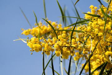 Blossoming of mimosa tree (Acacia pycnantha,  golden wattle) close up in spring, bright yellow flowers, coojong, golden wreath wattle, orange wattle, blue-leafed wattle, acacia saligna