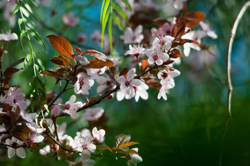 Beautiful pink wild cherry blossom, flower at full bloom in spring in a beautiful sunny and windy day