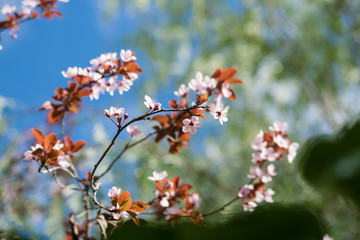 Beautiful pink wild cherry blossom, flower at full bloom in spring in a beautiful sunny and windy day