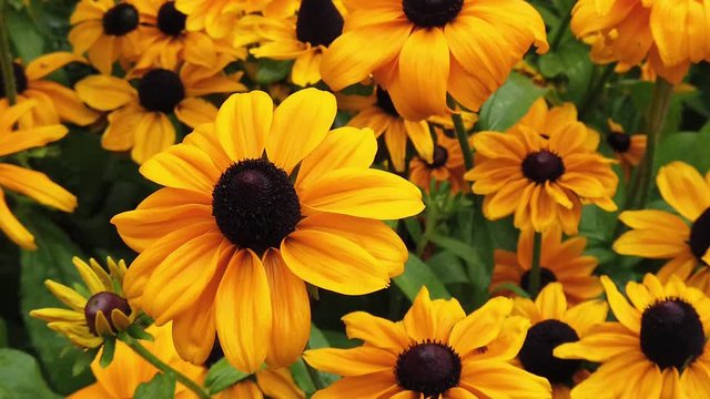 Rudbeckia hirta var. pulcherrima yellow flower. Commonly called black eyed Susan. Also known as brown-eyed Susan, brown betty, gloriosa daisy, English bull's eye.
