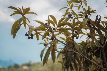 The leaves and fruits of the medlar began to turn black and dry. Diseases of the medlar tree. soot dew on the leaves