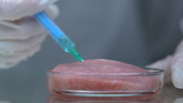 Researcher injecting liquid in meat sample in petri dish, african swine flu