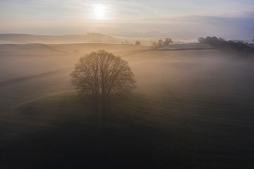 Fototapeta na wymiar Sunrise over a tree in the Yorkshire Dales