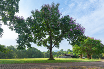Khao Yai National Park is the largest rainforest in Thailand. There are many waterfalls. .There are various wildlife and plant species. .There are resorts and camping sites for people to relax in.