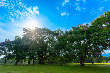 Khao Yai National Park is the largest rainforest in Thailand. There are many waterfalls. .There are various wildlife and plant species. .There are resorts and camping sites for people to relax in.