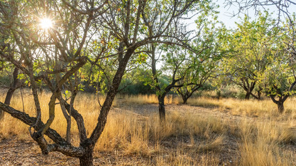 trees in autumn