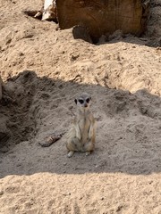meerkat standing on rock