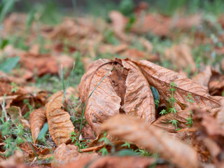Fallen autumn leaves among green grass.