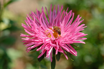A bee on an aster flower in a summer garden.