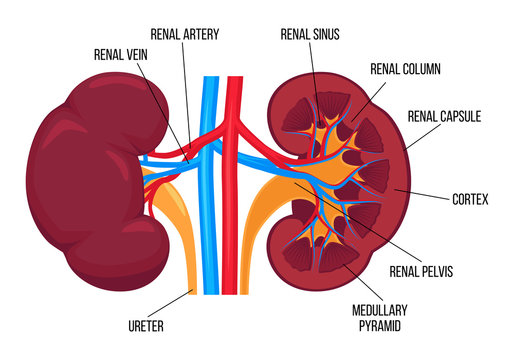 Flat vector illustration: left and right healthy kidney and their anatomy. Detailed realistic vector design with description for book or infographic. Human internal organ. Human urinary system.