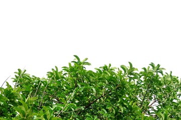 Tropical elephant apple tree leaves with branches on white isolated background for green foliage backdrop