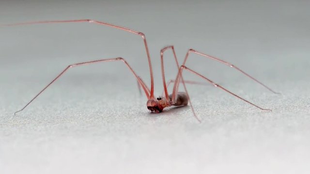 Mosquito Crane fly.