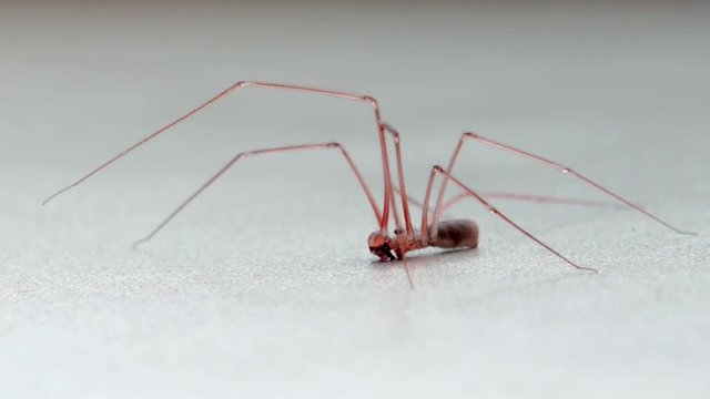 Mosquito Crane fly.