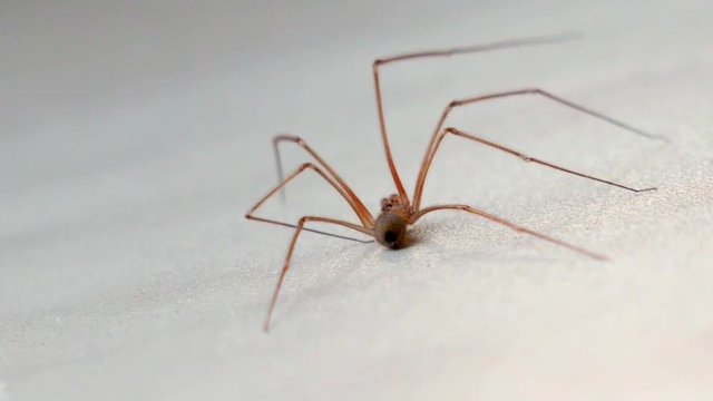 Mosquito Crane fly.